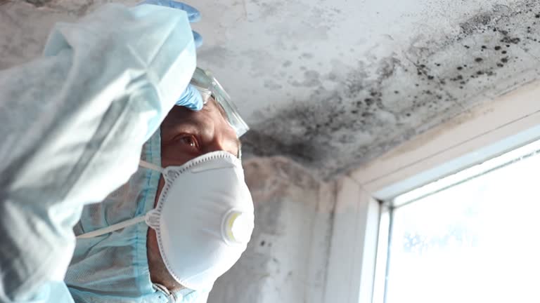 Why You Should Choose Our Mold Remediation Services in Rolla, MO